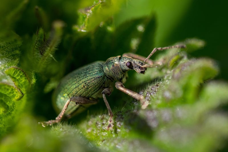 Identifying Pests