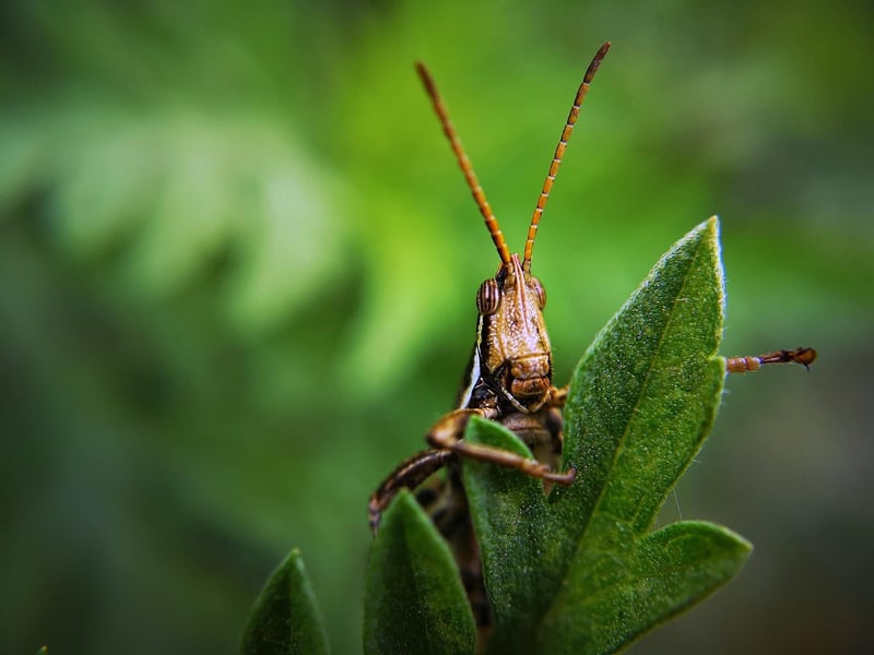 Aphids