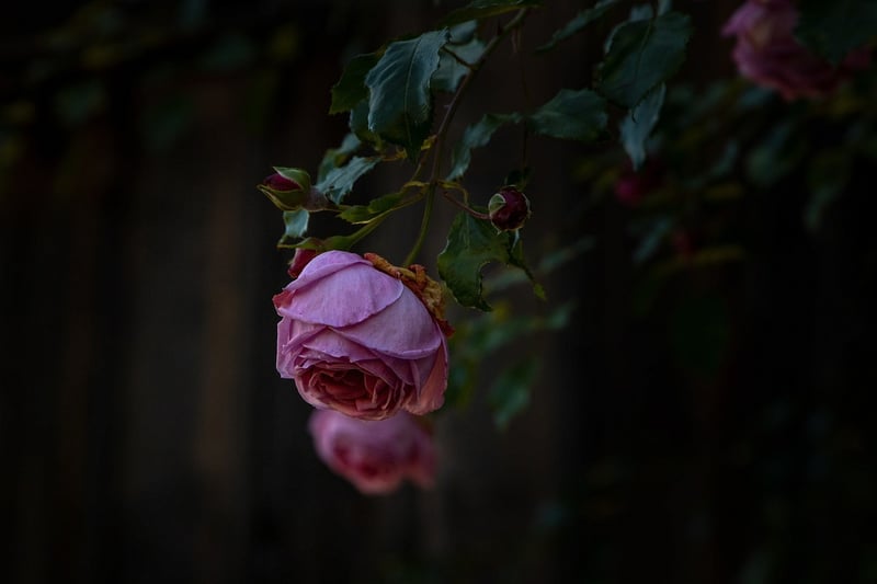 Roses